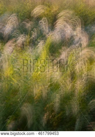 Foxtail Grasses Are Abstracted In Late Afternoon Light At Kankakee Sands Forest Preserve In Will Cou