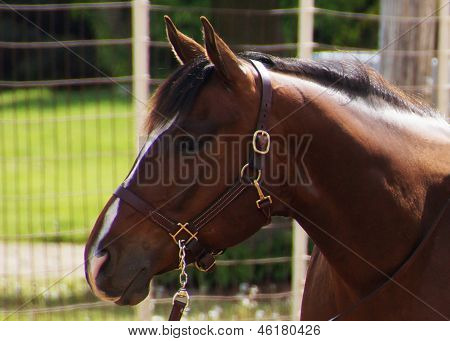 Hershal en halter