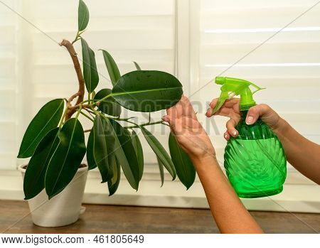 Hands Holding A Green Sprinkler And Splashing On A Green Ficus At Home.