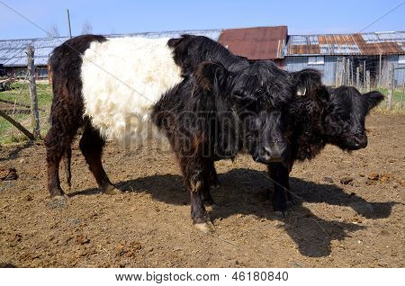Belted Galloway