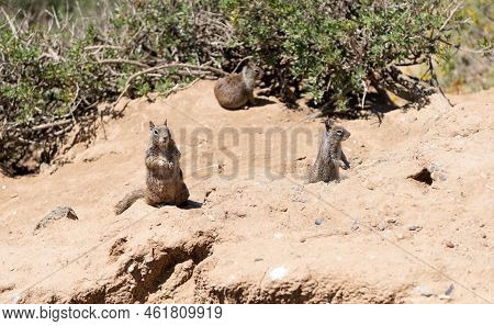 Wild Ground Squirrels Rodents Marmotini Animals In Natural Habitat