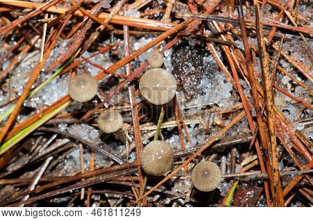 Mushrooms On The Forest Floor Covered By Hail. The Nublo Rural Park. Tejeda. Gran Canaria. Canary Is