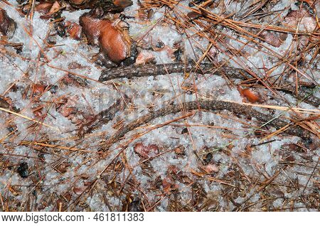 Forest Floor Of Canary Island Pine Pinus Canariensis Covered By Hail. The Nublo Rural Park. Tejeda. 