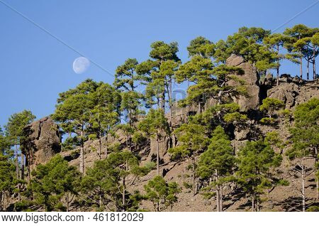 Forest Of Canary Island Pine Pinus Canariensis In The Ojeda Mountain. Integral Natural Reserve Of In