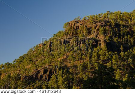 Forest Of Canary Island Pine Pinus Canariensis In Las Brujas Mountain. Integral Natural Reserve Of I