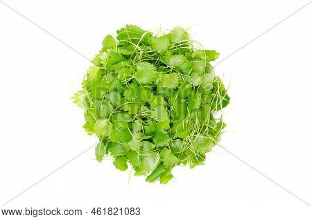 Anise Microgreens, Circle From Above. Shoots Of Pimpinella Anisum, Also Called Aniseed, A Herb With 