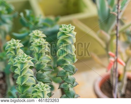 Succulent Plant String Of Buttons Variegata In Daylight Indoor
