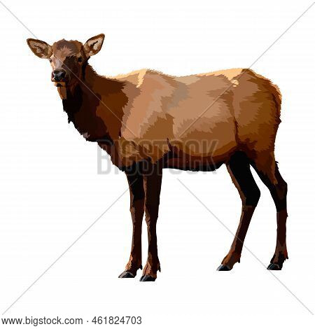 Deer Realistic Icon Vector Illustration Wild Animal.