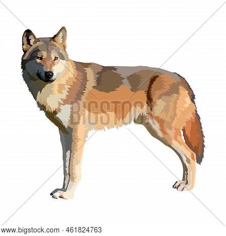 Wolf Realistic Icon Vector Illustration. Wild Animal.
