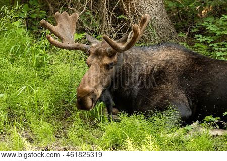 Bull Moose Alseep In The Grass In Grand Teton National Park