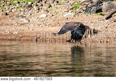 Juvenile Bald Eagle (haliaeetus Leucocephalus) Flying Just Above The Rainbow Flowage In Northern Wis
