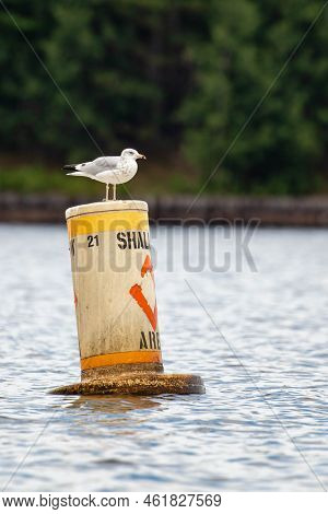 Ring-billed Gull (larus Delawarensis) Perched On A Shallow Water Buoy