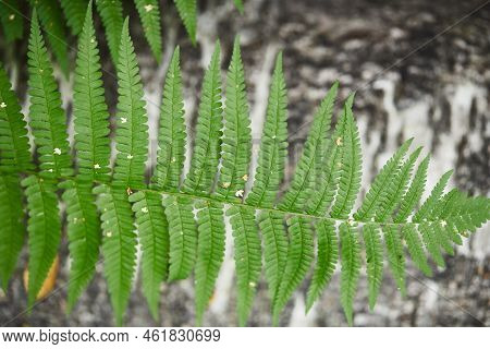Wild Fern In The Forest Near Moscow. Polypodiophyta. Front View.