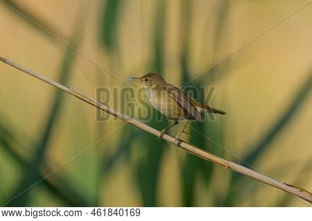 A Eurasian Reed Warbler On A Sunny Morning In Summer, Sitting On A Reed, Vienna (austria)