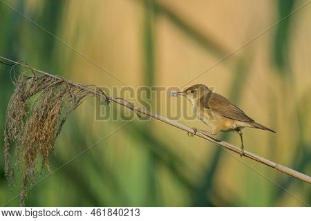 A Eurasian Reed Warbler On A Sunny Morning In Summer, Sitting On A Reed, Vienna (austria)