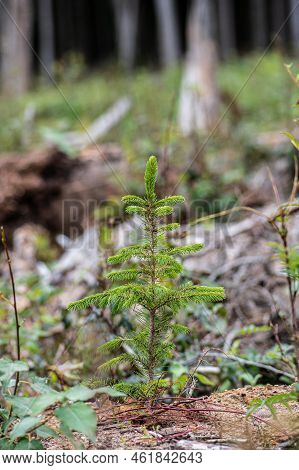 Young Pine Tree Planted Or Reforested In The Forest After The Artificial Cutting Of Logs. Reforestat