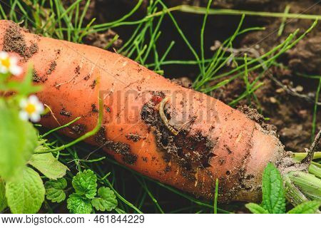Fresh Ripe Carrot In The Soil With A Worm Or Carrot Rust Fly Eating It Among Green Grass. Concept Of
