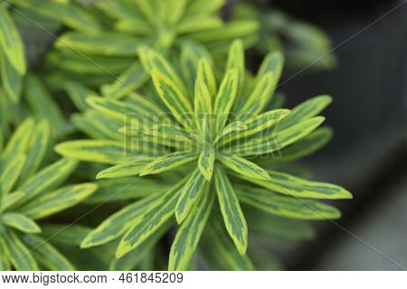 Spurge Ascot Rainbow Leaves In The Garden