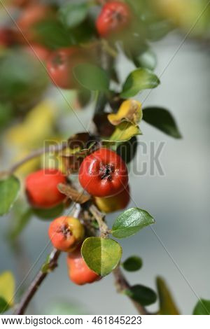 Blackburn Cranberry Cotoneaster Branch With Red Berries