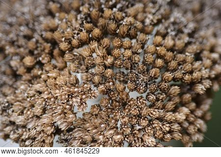 Yarrow Seed Head Setail In The Summer