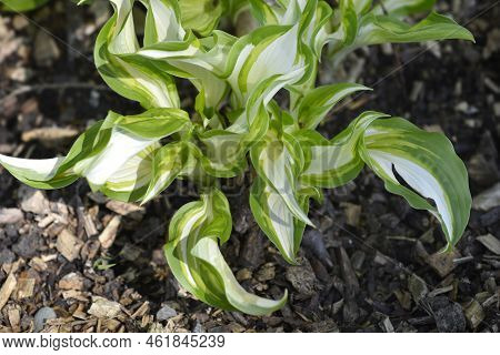 One-striped Wavy Plantain Lily In The Spring