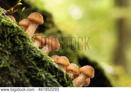 Mushrooms tree trunk Closeup Nature Macro plant Nature background trees Nature background Nature background Mushroom Nature autumnal Nature background Nature background Autumn forest Nature background outdoor Nature background Nature background.