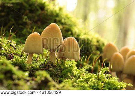 Mushrooms tree trunk Closeup Nature Macro plant Nature background trees Nature background Nature background Mushroom Nature autumnal Nature background Nature background Autumn forest Nature background outdoor Nature background Nature background.