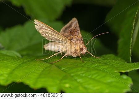 Moth With Spread Wings On A Green Leaf. Macro Photography.
