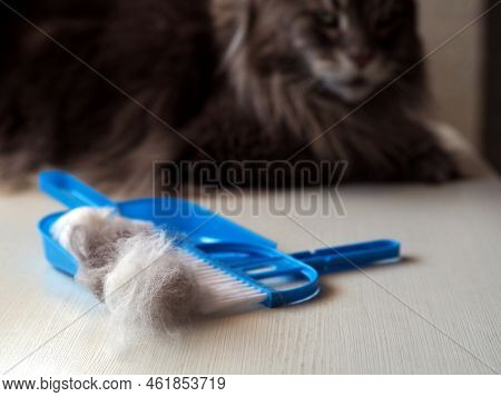 A Dustpan With A Pile Of Cat Hair And A Brush On The Background Of A Large Gray Cat. Concept Of Home