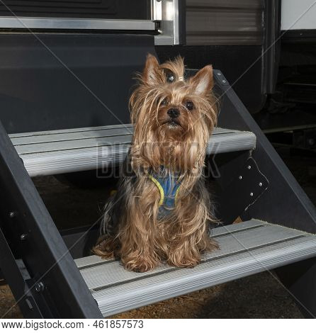 Curous Yorkie On An Rv\'s Steps At A Campsite