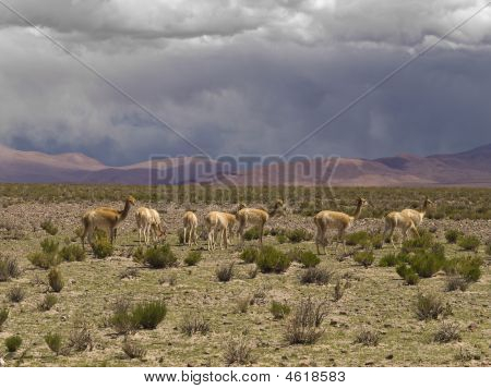 Vilde Guanaco'er