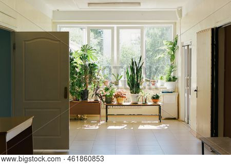 Sun Lit Hospital Coridor With Many Green Flowers. Empty Reception Department With Opened Doors. Heal