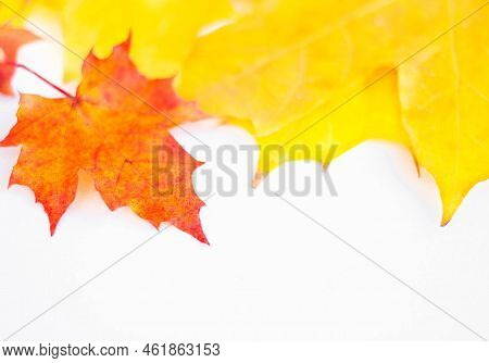 Background Of Many Yellow Maple Leaves With Space For Text On A White Background. Autumn Leaf Backgr