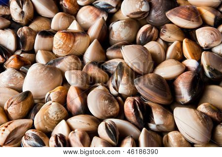 Venüs Shell grubu