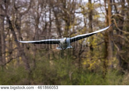 The Bar-headed Goose Flying Over A Lake At Munich. Anser Indicus Breeds In Central Asia In Colonies 