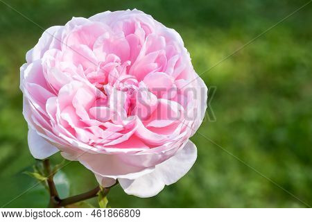 Blooming Pink Bud Rose Shrub 
