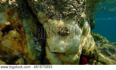 Mediterranean Limpet Or Rayed Mediterranean Limpet (patella Caerulea) Undersea, Aegean Sea, Greece, 