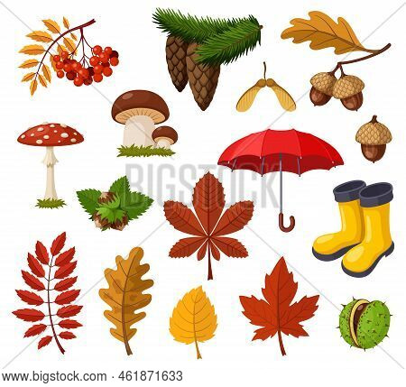 Autumn Collection Of Items Leaves, Forest Plants, Berries And Mushrooms. Autumn Rubber Boots And Umb