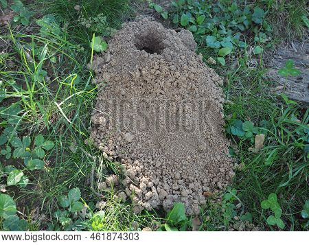 Ground Nest In The Lawn