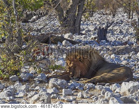 Big Male Maned Lion Relaxing In The Shade Of A Mopane Tree On The Rocky Ground In Etosha National Pa