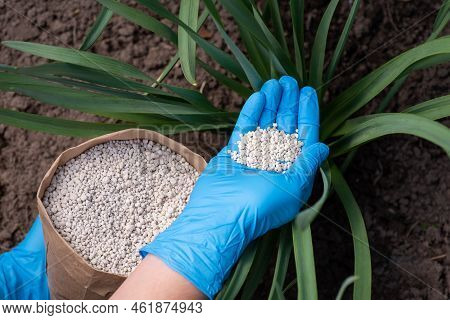 Farmer Fertilizing Narcissus Bushes. Applying Npk Granulated Fertilizer To The Ground Where Flowers 