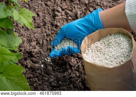 Gardener Fertilizing Plants With Npk Fertilizer. Nourishing Garden In Spring Concept