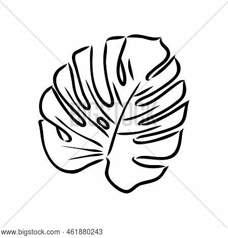 Exotic Monstera. Continuous One-line Drawing. Handmade Summer Tropical Leaf On White Background. Min