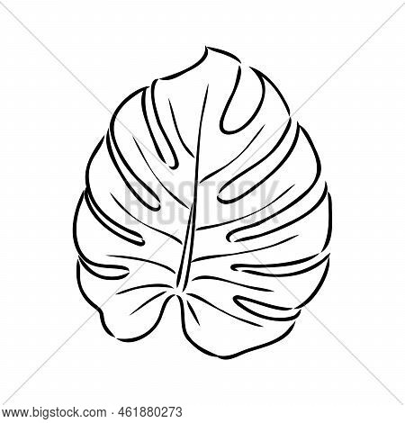 Exotic Monstera. Continuous One-line Drawing. Handmade Summer Tropical Leaf On White Background. Min