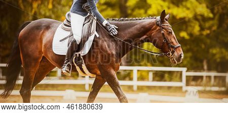 A Rider In The Saddle Praises A Bay Horse, Affectionately Patting The Neck On A Summer Day. Equestri