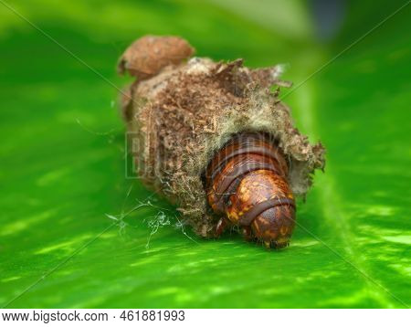 Closeup Brown Bagworm On The Green Leaf