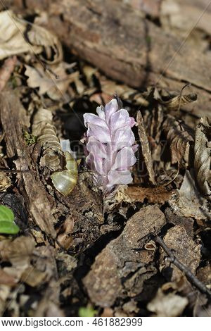 Common Toothwort Pink Flower In The Spring