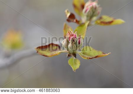 Idared Branch With Flower Buds In The Spring