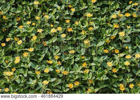 Frameless Cluster Of Hussar Button, Sanvitalia Procumbens