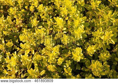 Bright Foliage Boxwood Buxus Sempervirens As The Natural Backdrop. Boxwood Wall In Natural Condition